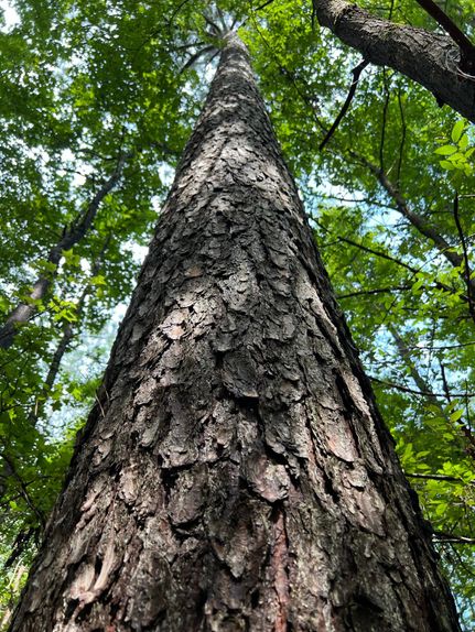 Undeveloped Land in Panola County, Mississippi