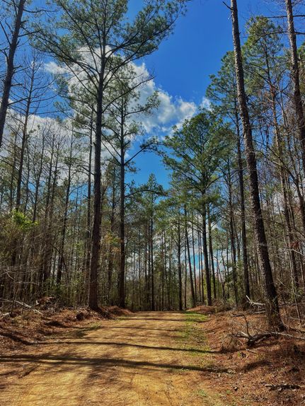 Timberland Property in Copiah County, Mississippi