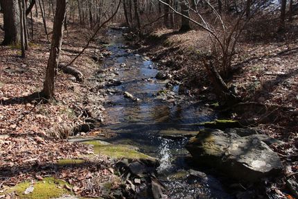 Timberland Property in Frederick County, Virginia