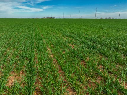 Undeveloped Land in Knox County, Texas