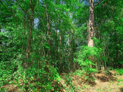 Undeveloped Land in Harrison County, Texas