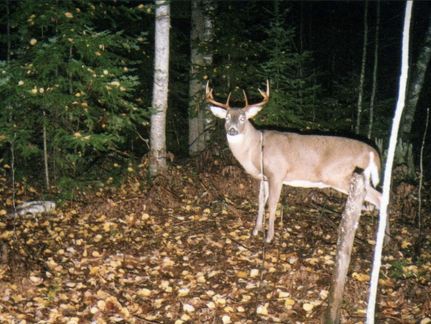 Farm and Ranch in Iron County, Wisconsin