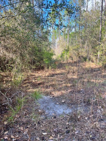 Timberland Property in Covington County, Alabama