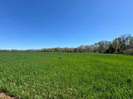 Undeveloped Land in Orangeburg County, South Carolina