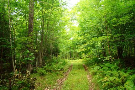 Timberland Property in Oneida County, Wisconsin