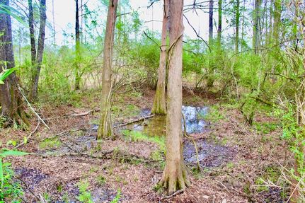 Timberland Property in Marion County, Mississippi
