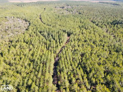 Timberland Property in Pender County, North Carolina