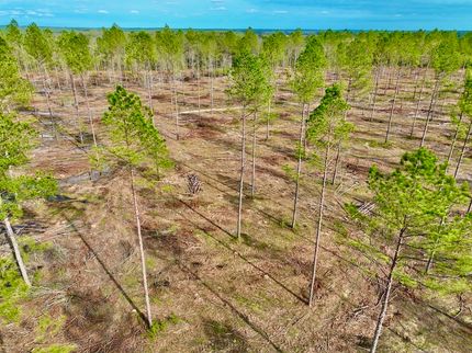 Timberland Property in Marion County, Mississippi