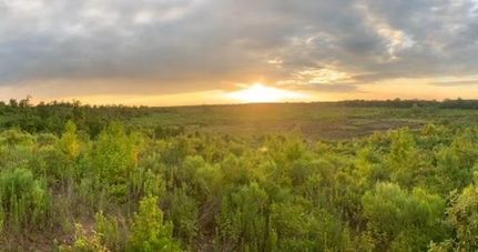 Undeveloped Land in Shelby County, Texas