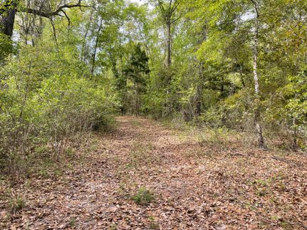 Timberland Property in Jackson County, Florida