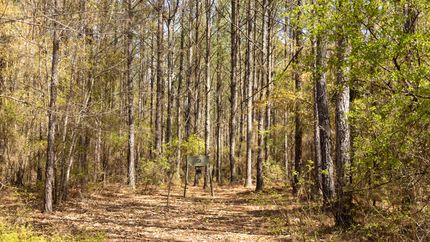 Timberland Property in Webster County, Georgia