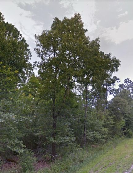 Undeveloped Land in Hancock County, Mississippi