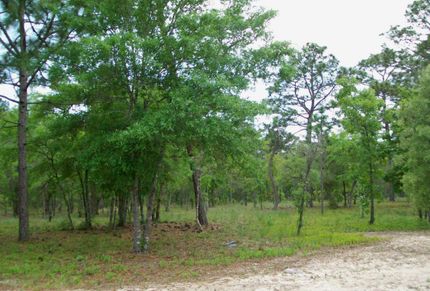 Undeveloped Land in Brunswick County, North Carolina