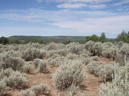 Riverfront Property in San Juan County, New Mexico