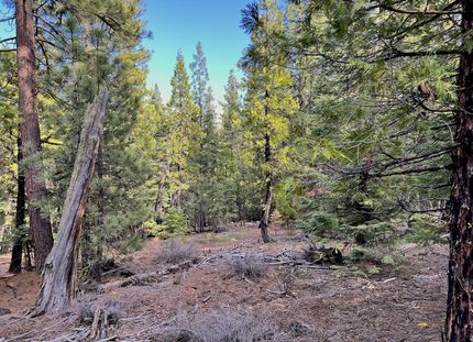 Undeveloped Land in Modoc County, California