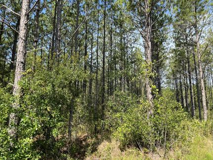 Undeveloped Land in Ware County, Georgia