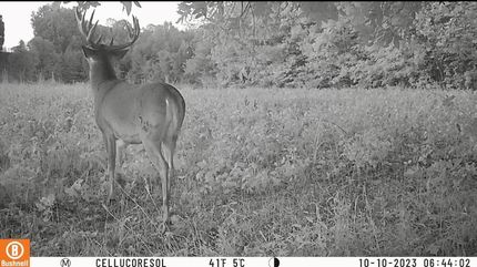 Hunting Property in Lyon County, Kentucky