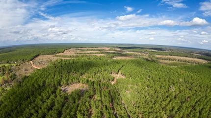 Undeveloped Land in Polk County, Texas