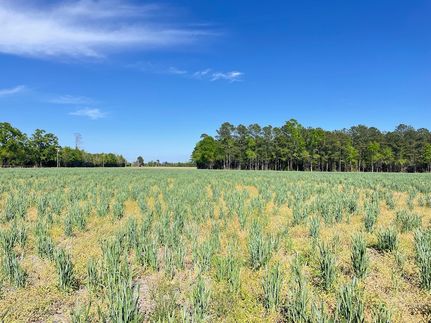 Farm and Ranch in Dillon County, South Carolina