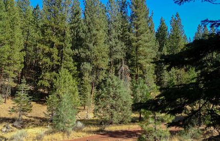 Timberland Property in Modoc County, California