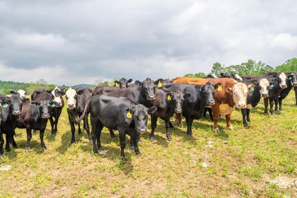 Timberland Property in Pike County, Arkansas