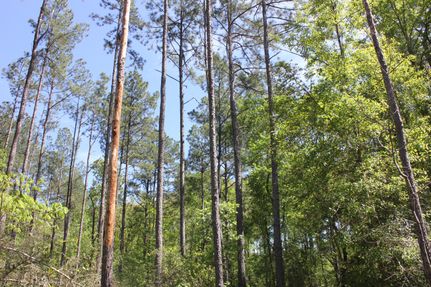 Undeveloped Land for sale in Angelina County, Texas