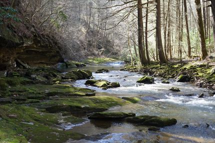 Timberland Property in Bledsoe County, Tennessee