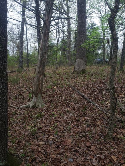 Undeveloped Land in Sharp County, Arkansas