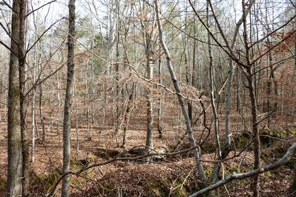 Timberland Property in Lafayette County, Mississippi