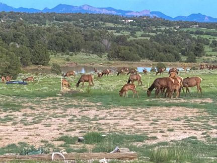 Hunting Property in Catron County, New Mexico