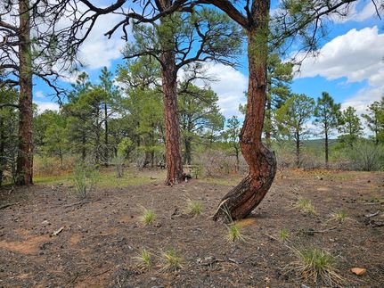 Timberland Property in Las Animas County, Colorado