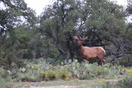 Farm and Ranch in Edwards County, Texas