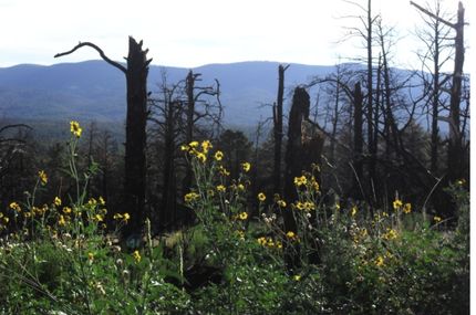 Undeveloped Land in Otero County, New Mexico