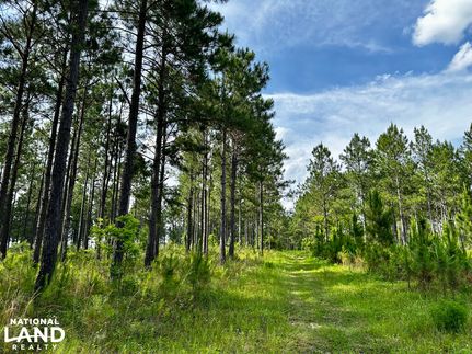 Undeveloped Land in Telfair County, Georgia