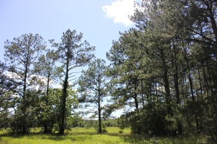 Undeveloped Land in Polk County, Texas
