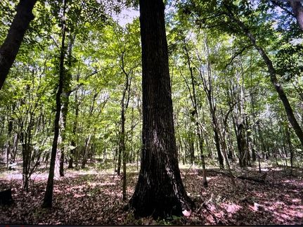 Undeveloped Land in Pope County, Illinois