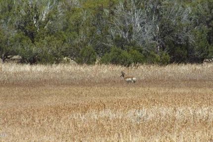 Undeveloped Land in Navajo County, Arizona