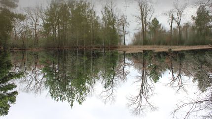 Undeveloped Land for sale in Leon County, Texas