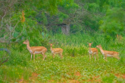 Recreational Property for sale in Bexar County, Texas