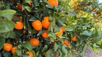 Land for sale in Tulare County, California