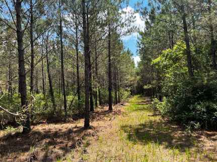 Timberland Property in Calhoun County, Florida