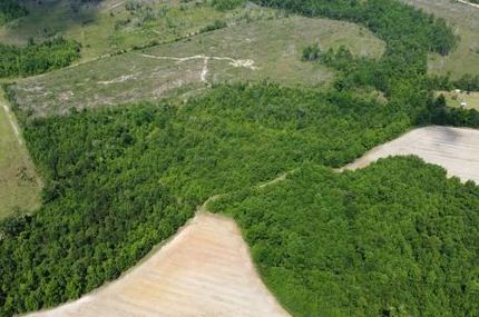 Timberland Property in Bulloch County, Georgia