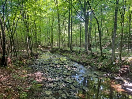 Undeveloped Land in Walker County, Alabama