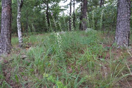 Undeveloped Land in Le Flore County, Oklahoma