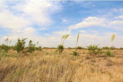 Timberland Property in Luna County, New Mexico