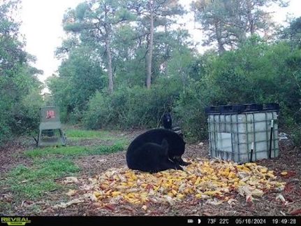 Undeveloped Land in Hyde County, North Carolina