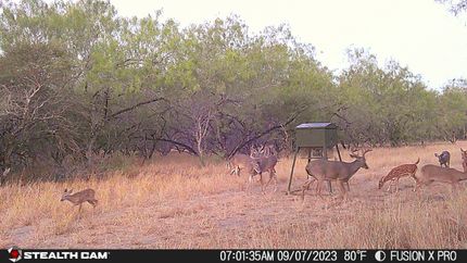 Undeveloped Land in Starr County, Texas