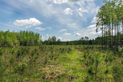 Timberland Property in Forest County, Wisconsin