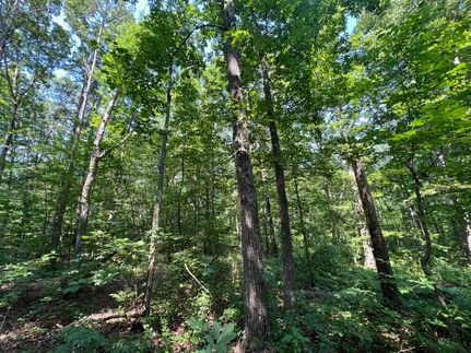 Undeveloped Land in Lauderdale County, Alabama