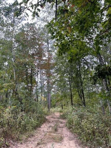 Timberland Property in Perry County, Tennessee